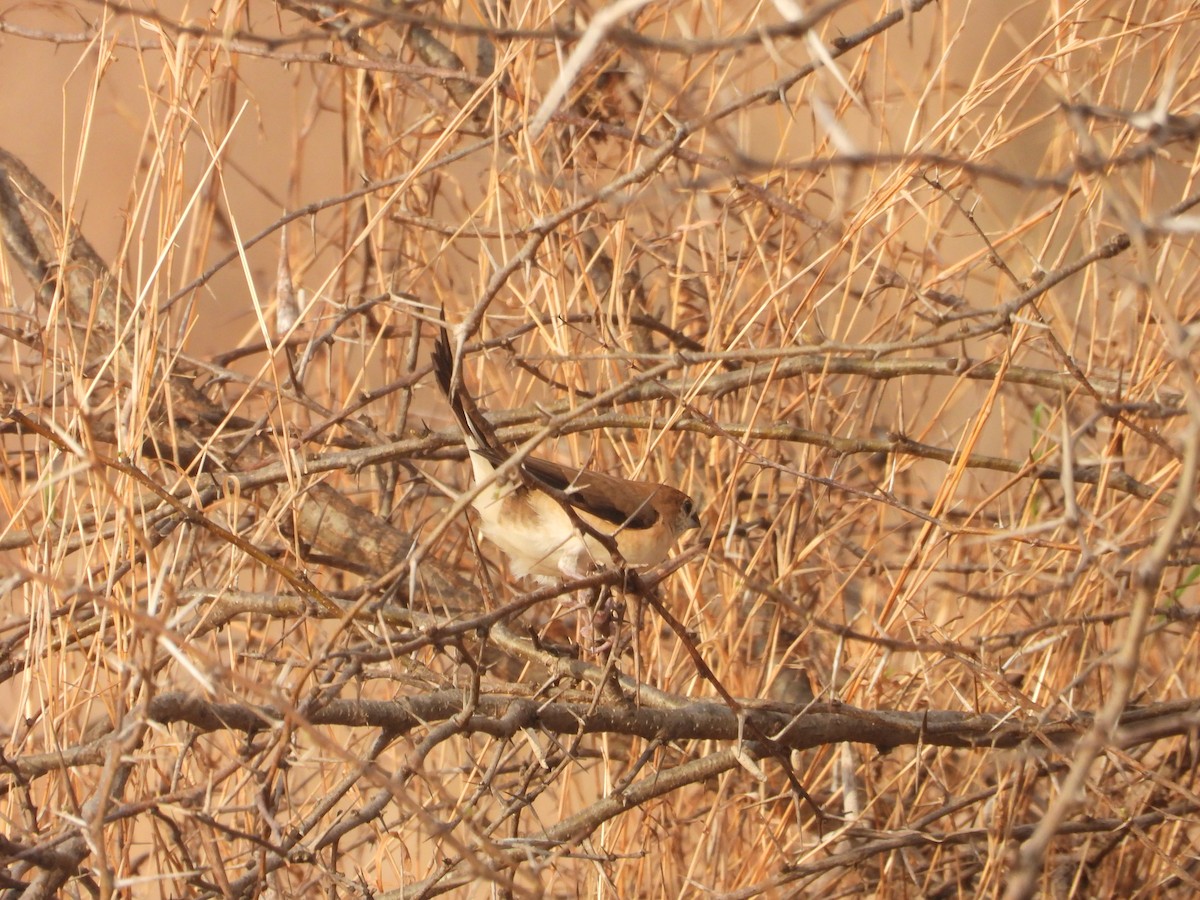 Indian Silverbill - ML640125908
