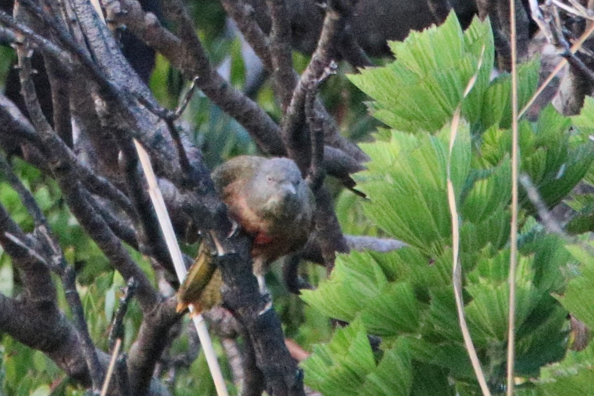 Ground Woodpecker - ML640125960