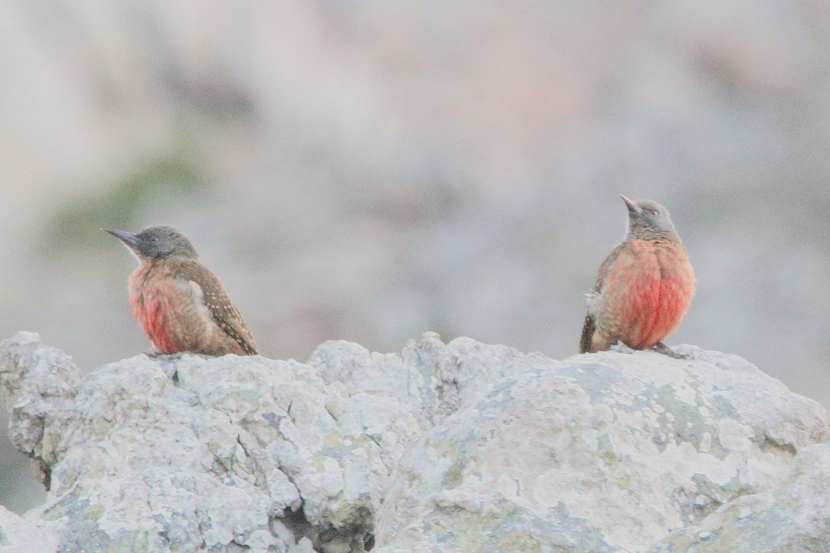 Ground Woodpecker - ML640125962