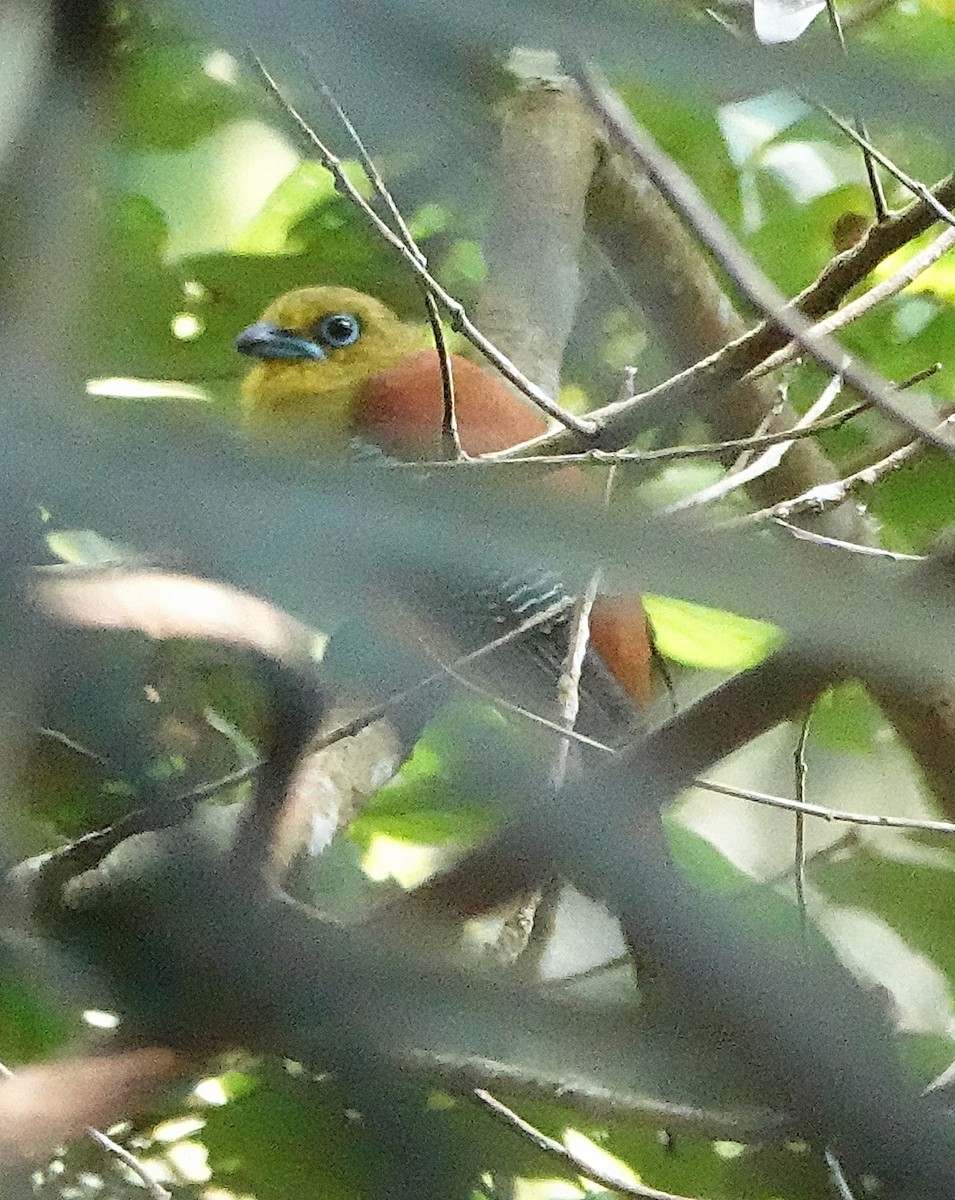 Orange-breasted Trogon - ML640126035