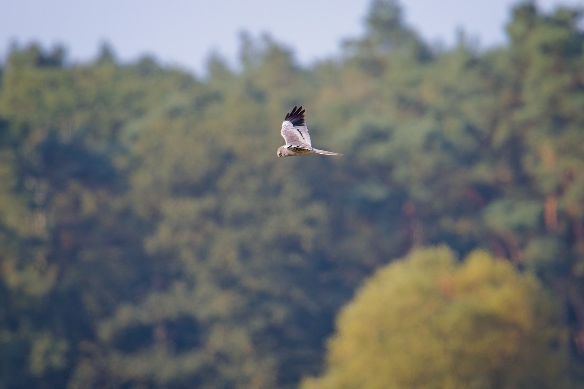 moták lužní - ML640126057