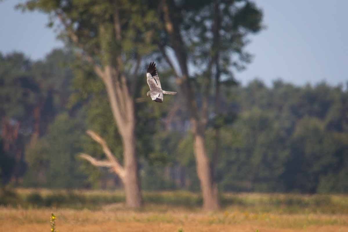 moták lužní - ML640126058