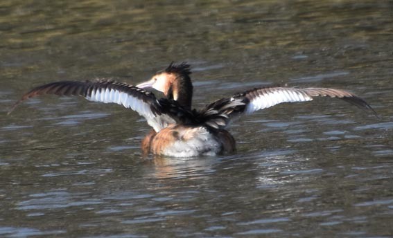 Grèbe huppé - ML640126060