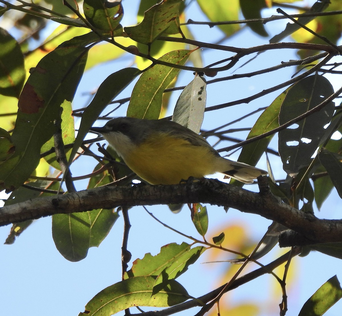 White-throated Gerygone - ML640126061