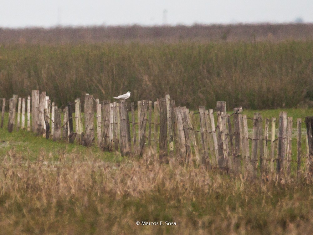 Gull-billed Tern - ML640126075