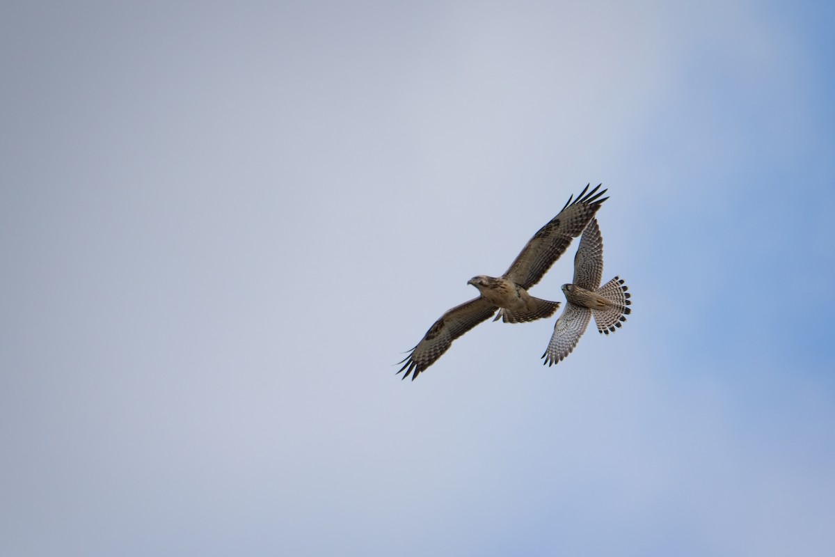 káně lesní - ML640126091