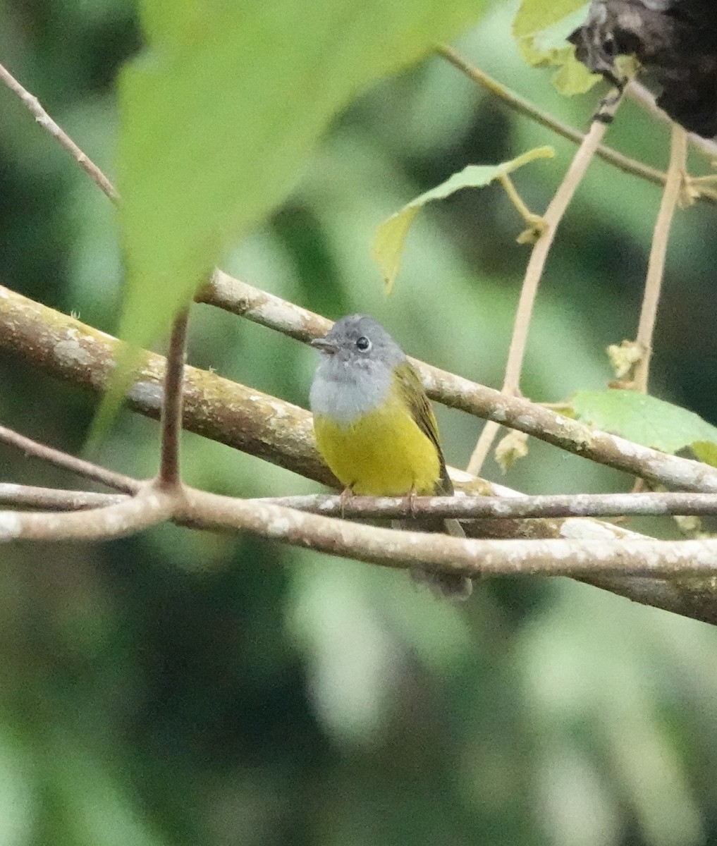 Gray-headed Canary-Flycatcher - ML640126125