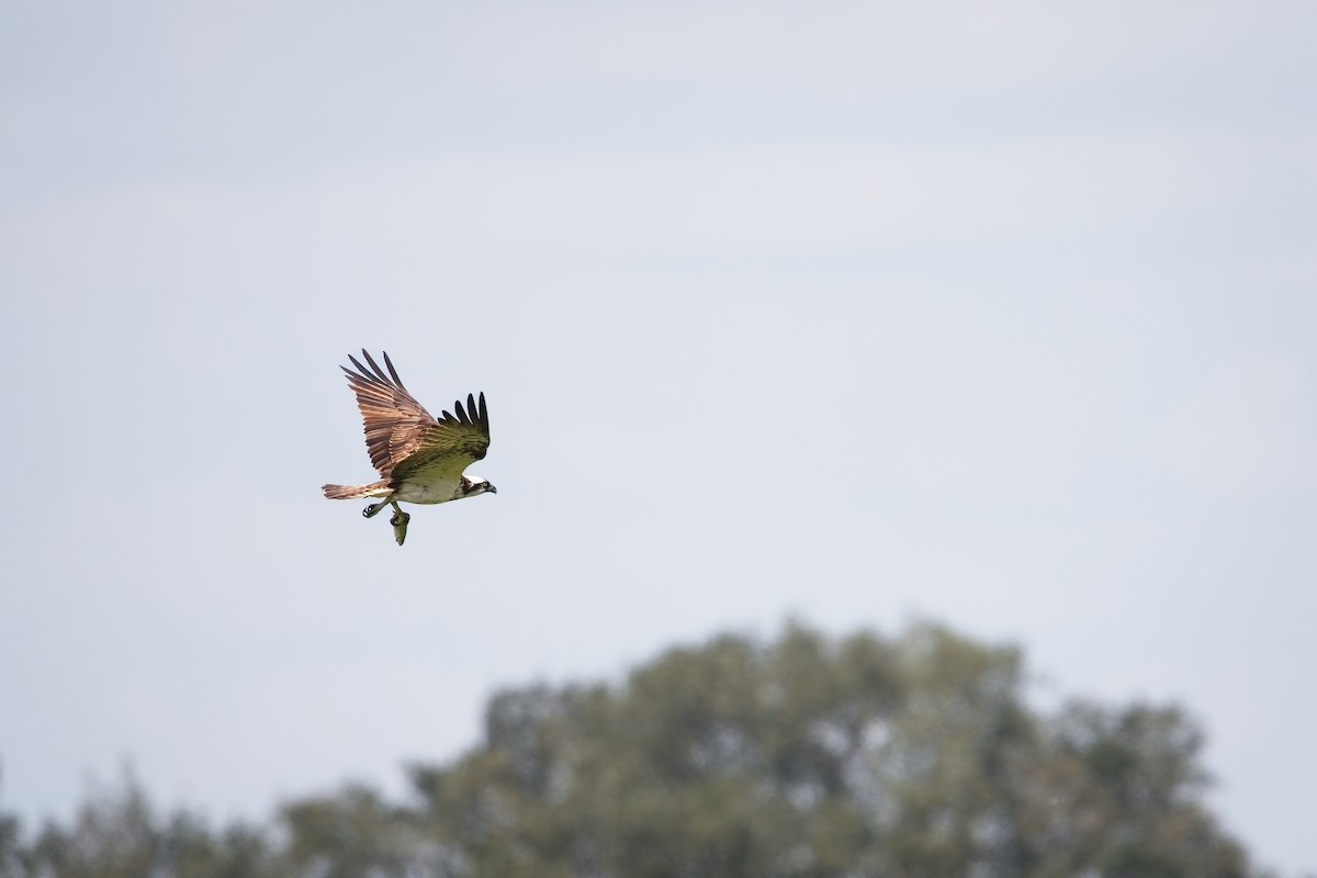 orlovec říční - ML640126137