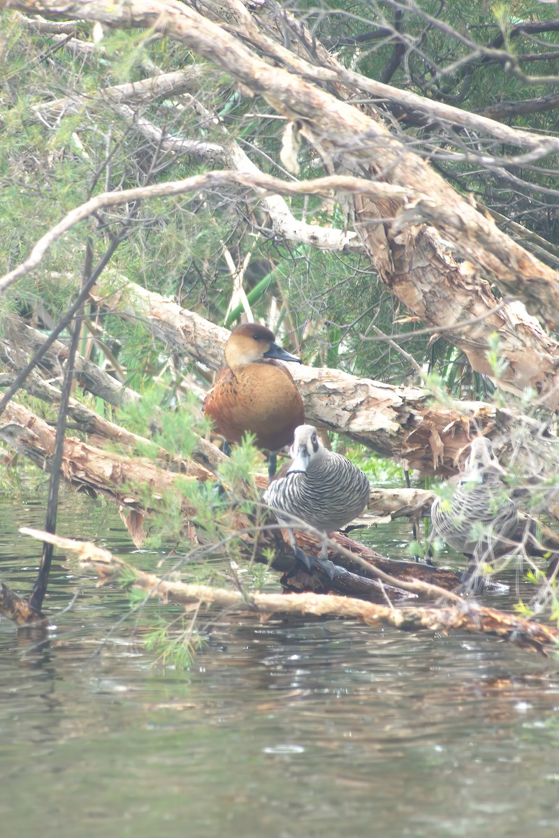 husička stěhovavá - ML640126148