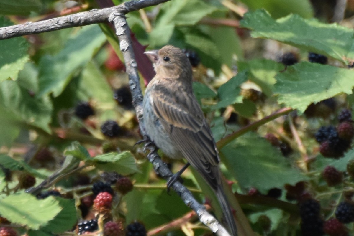House Finch - ML640126149