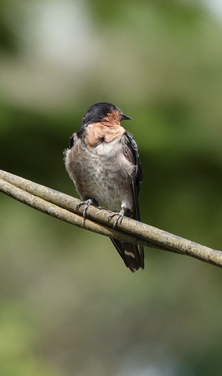 Pacific Swallow - ML640126154