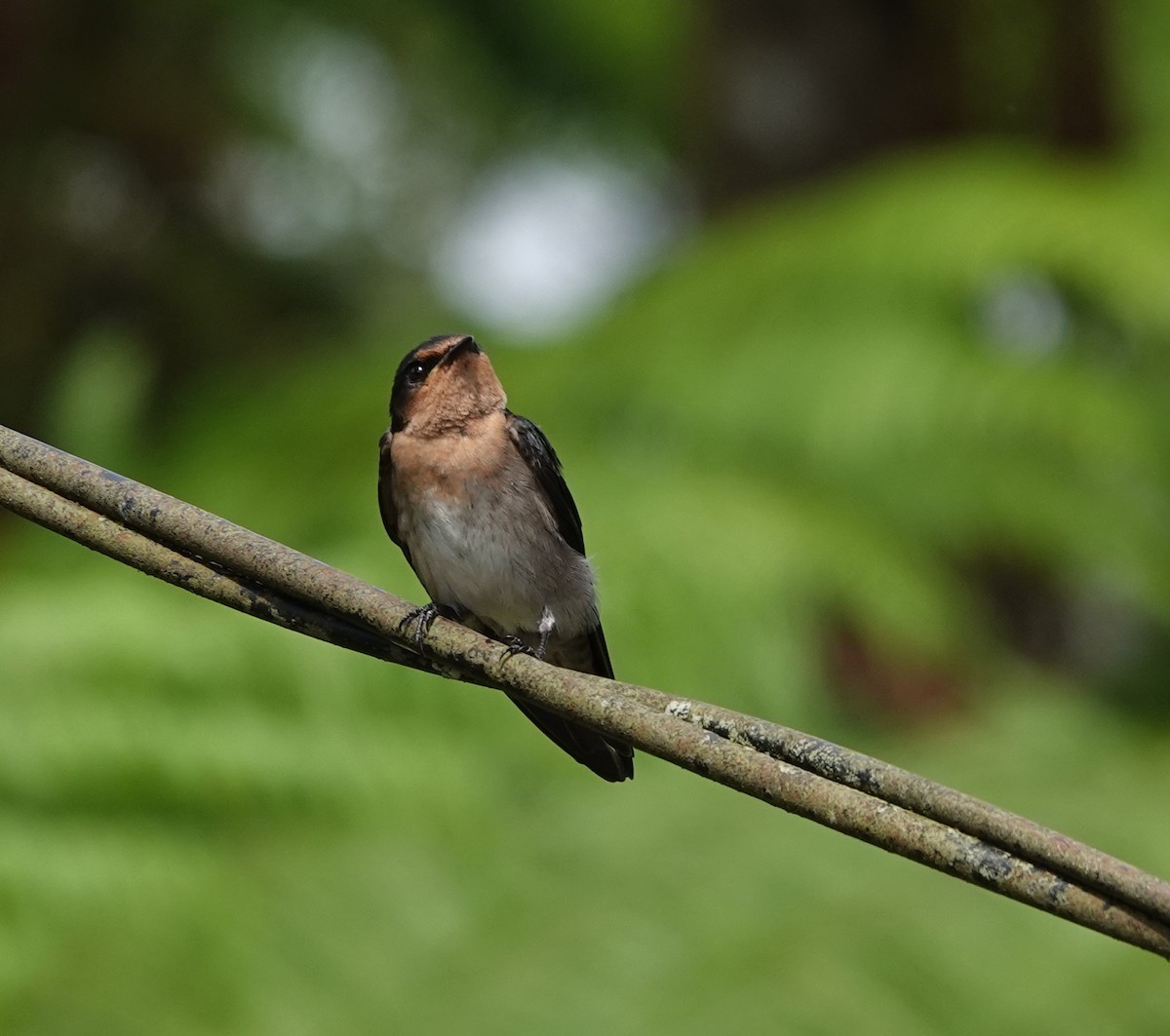 Pacific Swallow - ML640126155