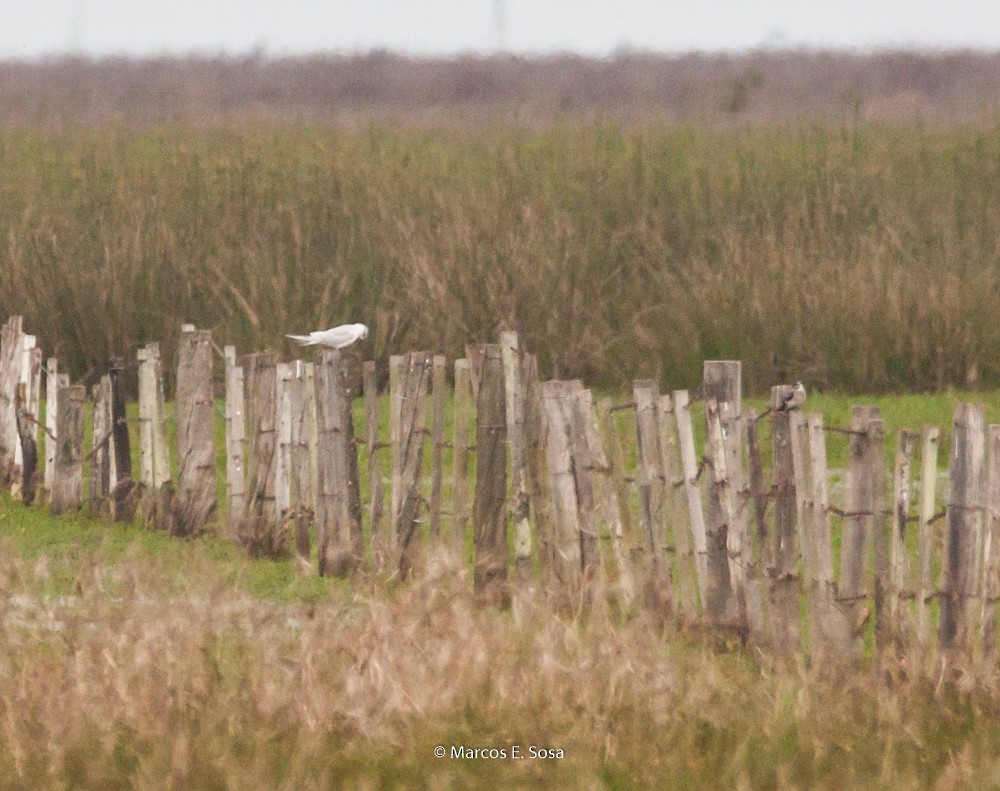 Gull-billed Tern - ML640126160