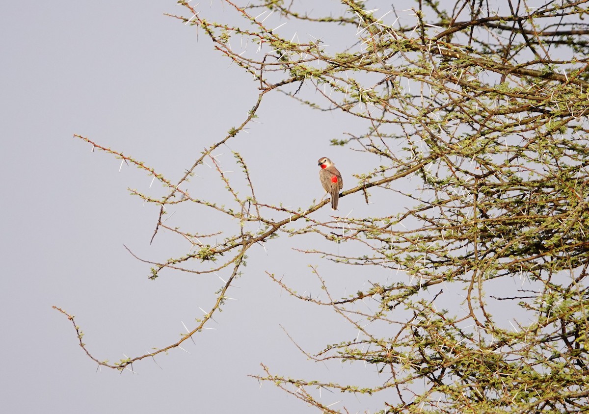 Rosy-patched Bushshrike - ML640126293