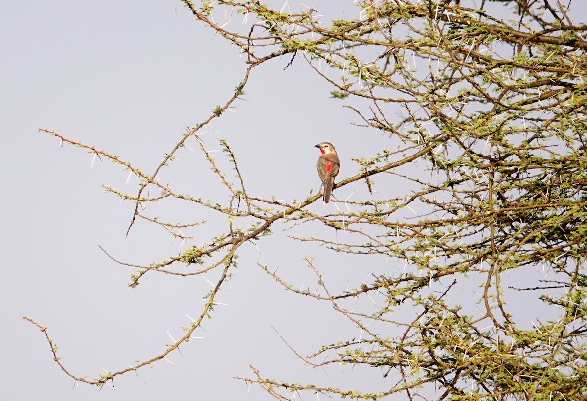 Rosy-patched Bushshrike - ML640126305