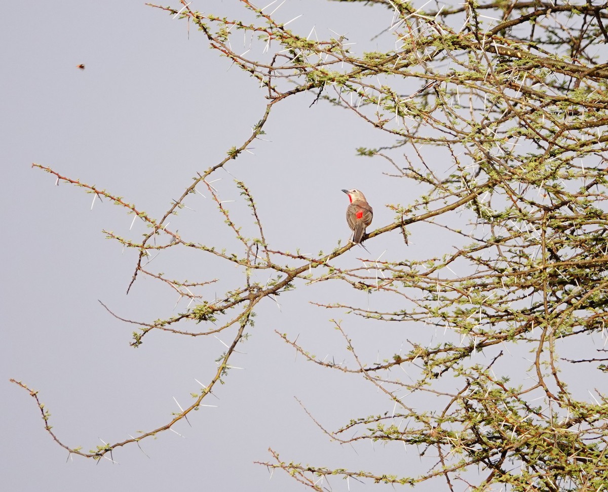 Rosy-patched Bushshrike - ML640126306