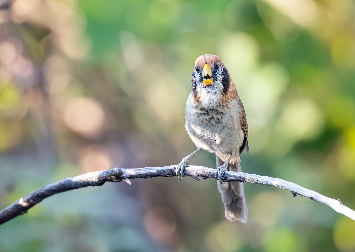 Spot-breasted Parrotbill - ML640126324