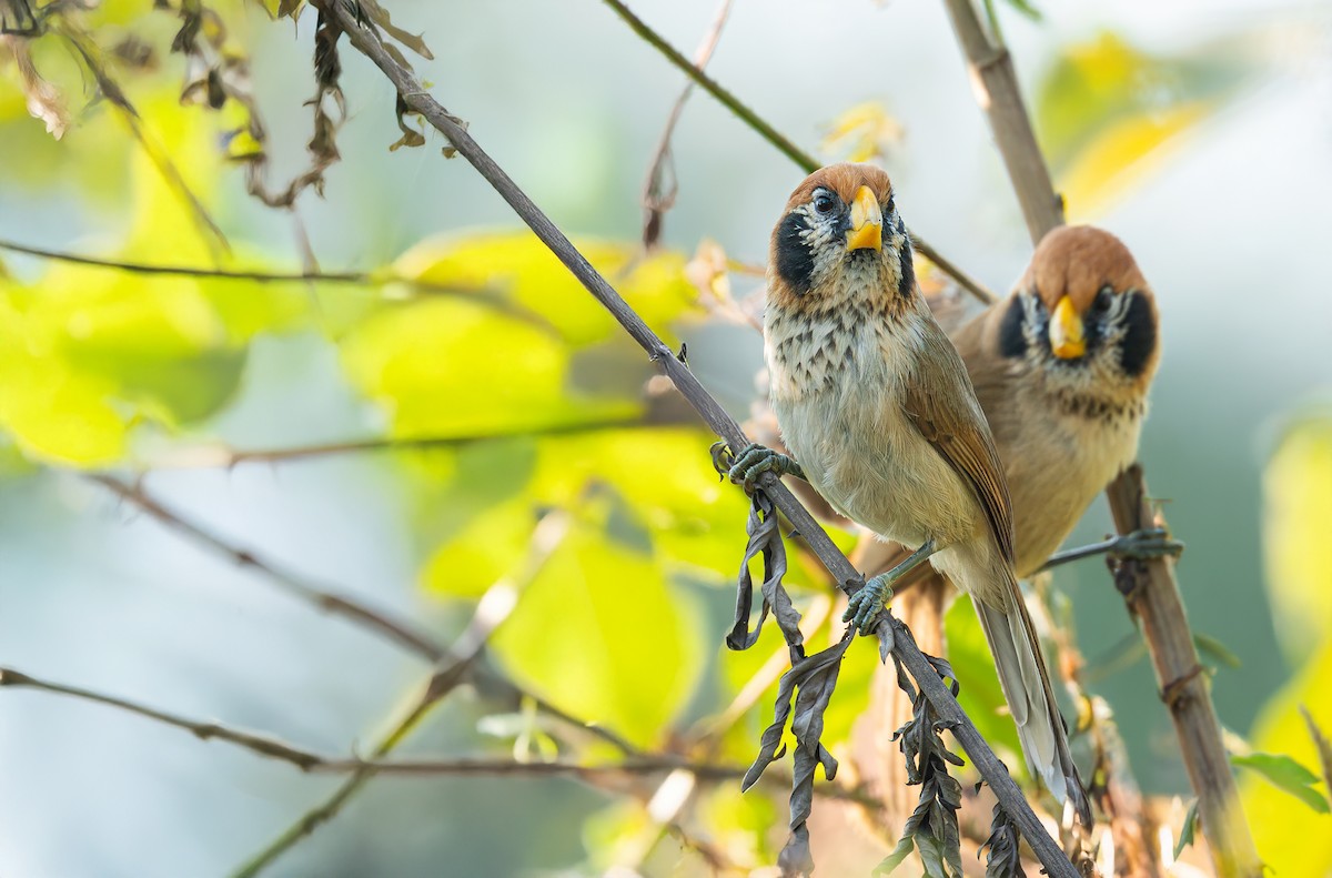 Spot-breasted Parrotbill - ML640126325