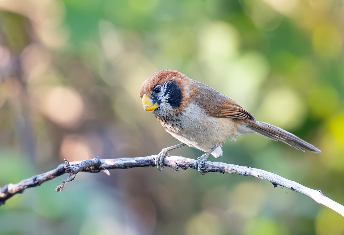 Spot-breasted Parrotbill - ML640126326