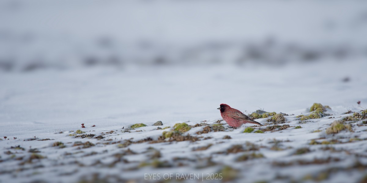 ハネナガマシコ - ML640126332