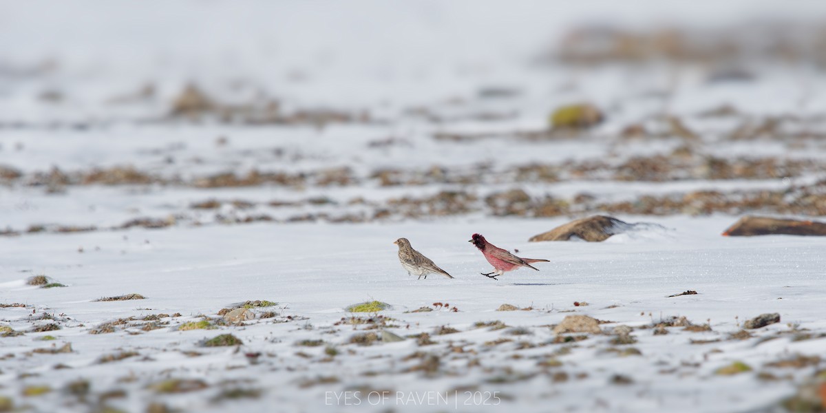 ハネナガマシコ - ML640126333