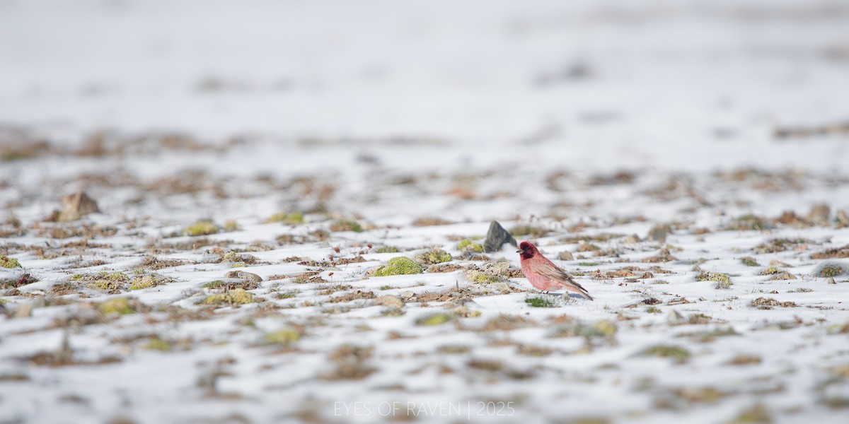 ハネナガマシコ - ML640126334