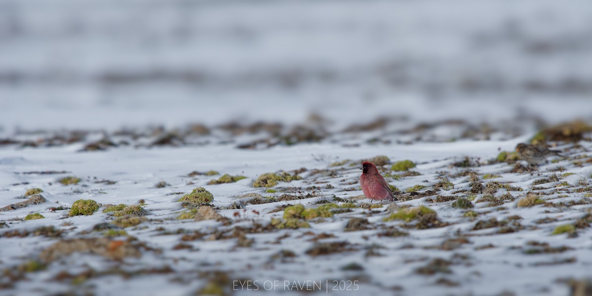 ハネナガマシコ - ML640126335