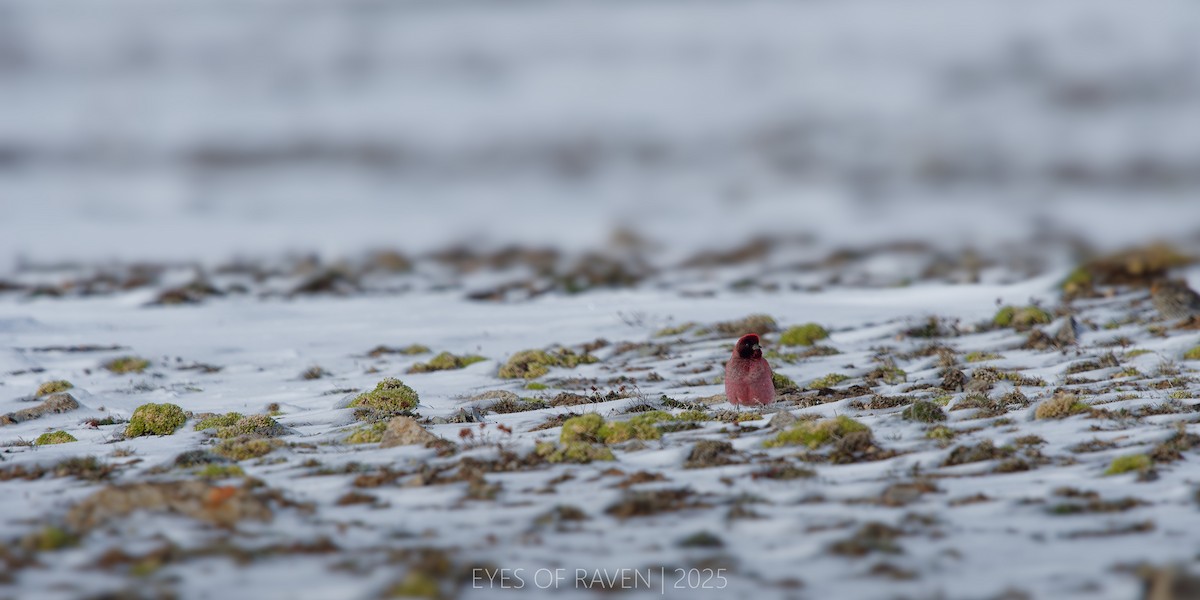 ハネナガマシコ - ML640126336