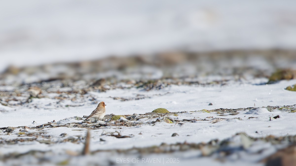 Sillem's Rosefinch - ML640126347