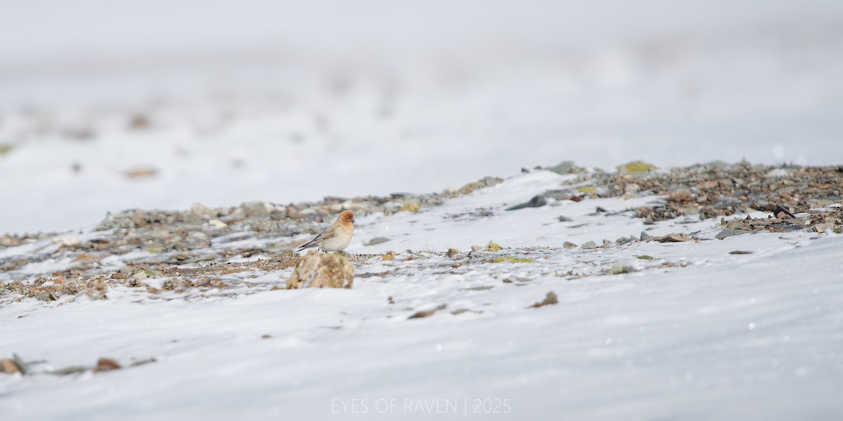 Sillem's Rosefinch - ML640126348