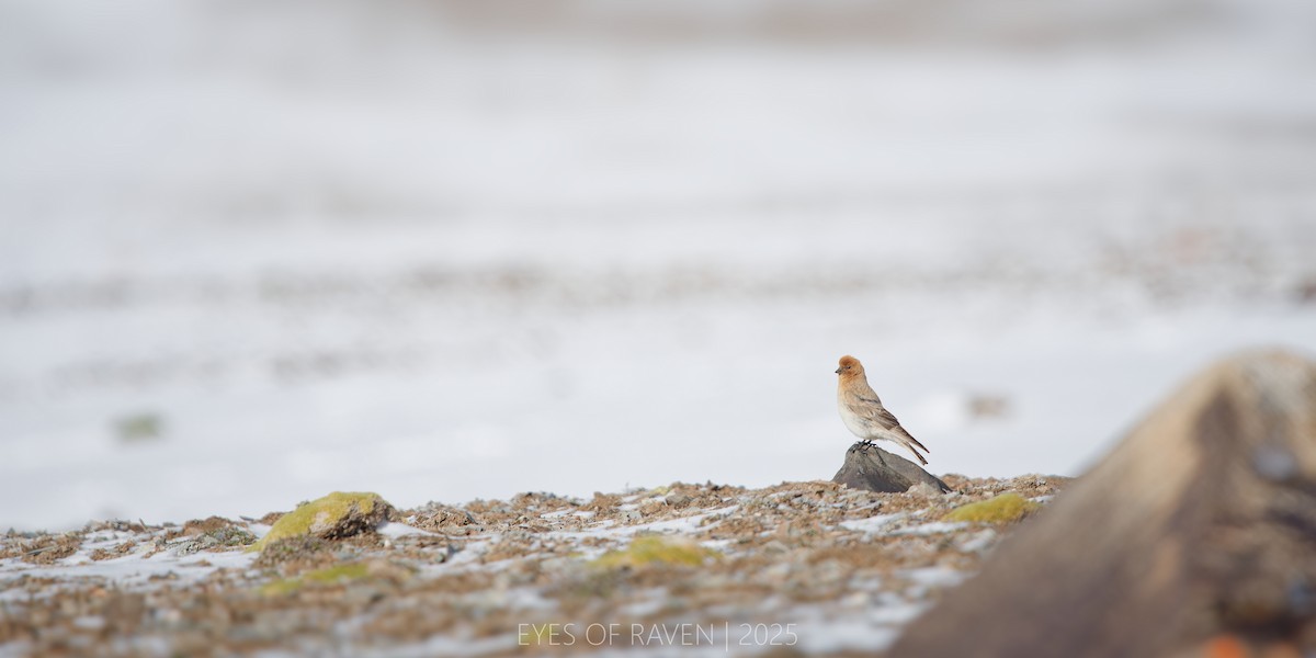 Sillem's Rosefinch - ML640126349