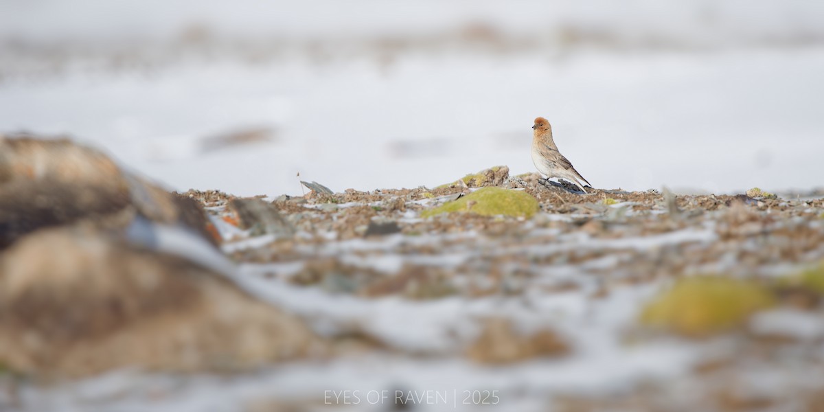 Sillem's Rosefinch - ML640126350