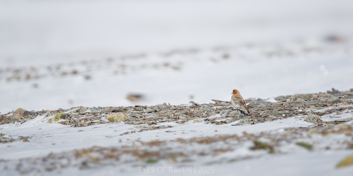 Sillem's Rosefinch - ML640126351