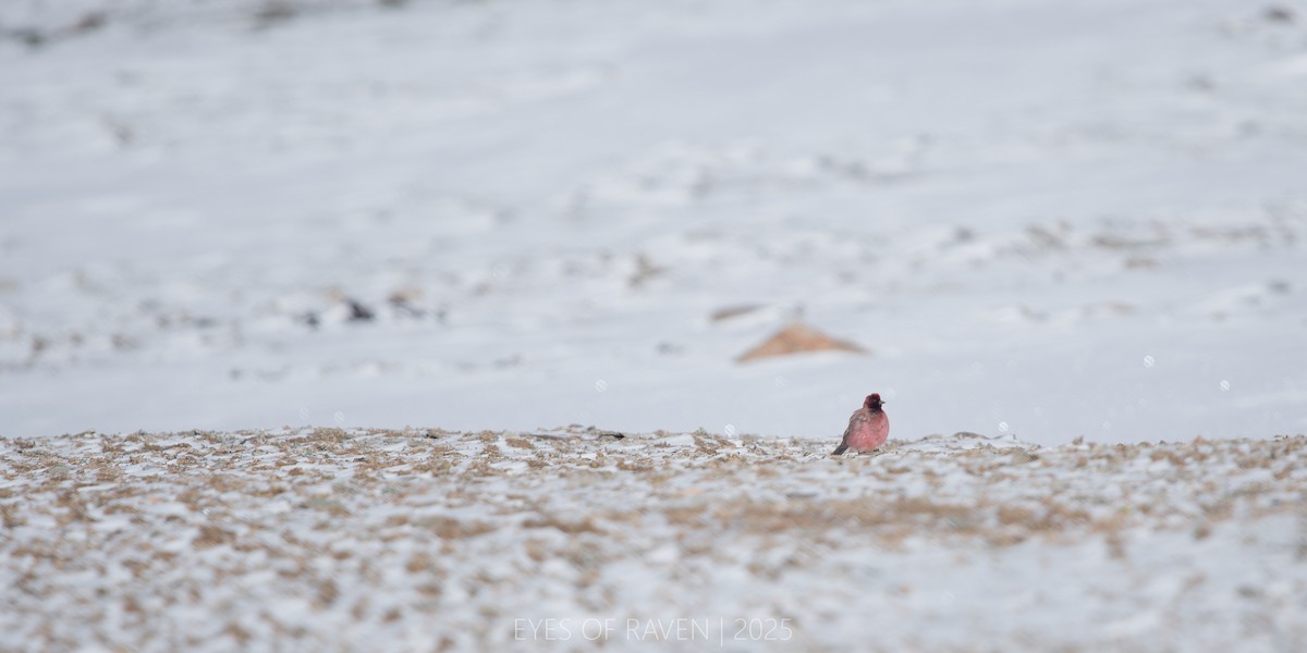 ハネナガマシコ - ML640126353