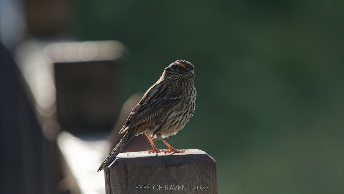 Chinese White-browed Rosefinch - ML640126389