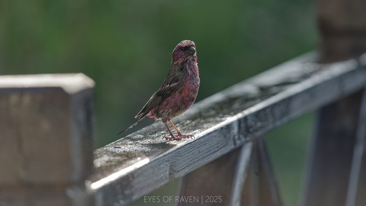 Chinese White-browed Rosefinch - ML640126390