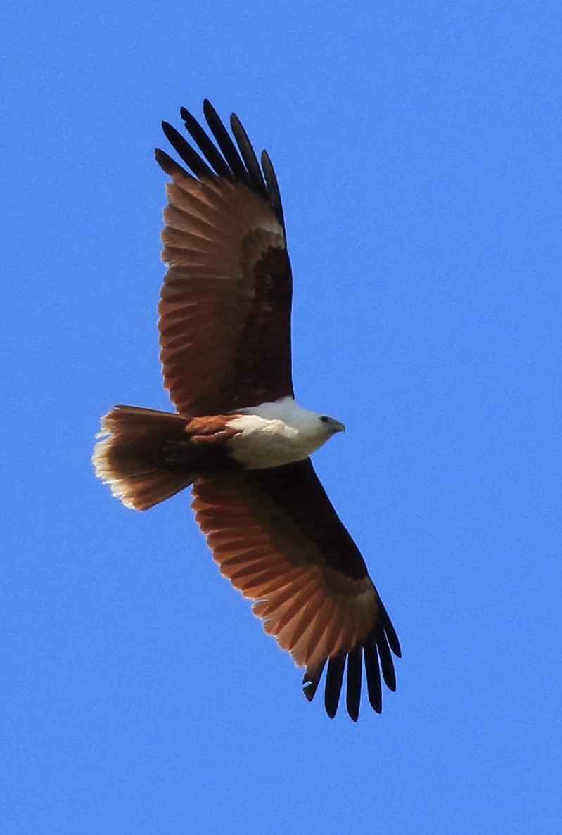 eBird Checklist - 11 Aug 2025 - Tabbil-ban dhagun Boardwalk - 16 species