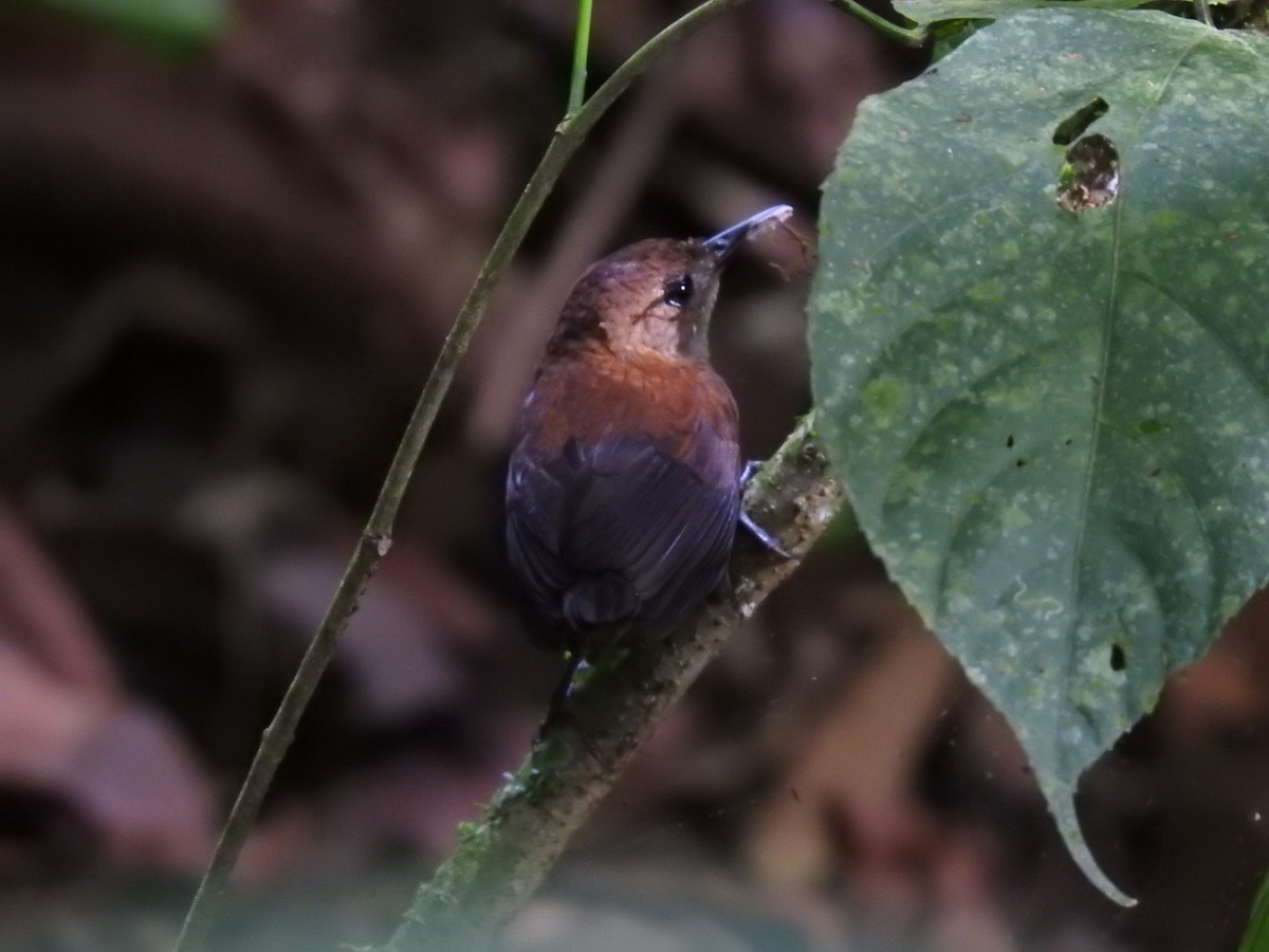 Scaly-breasted Wren - ML640126430