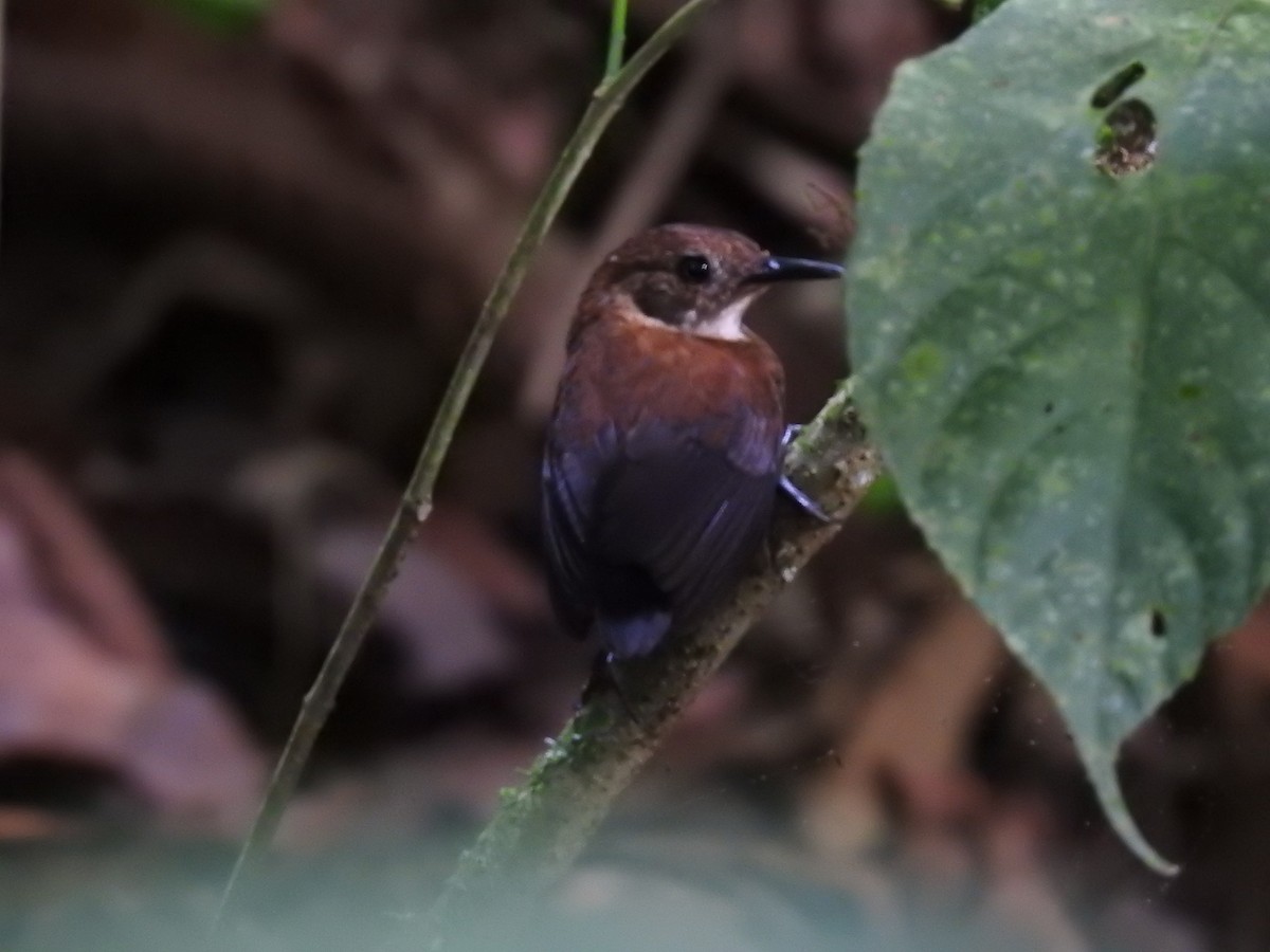 Scaly-breasted Wren - ML640126431