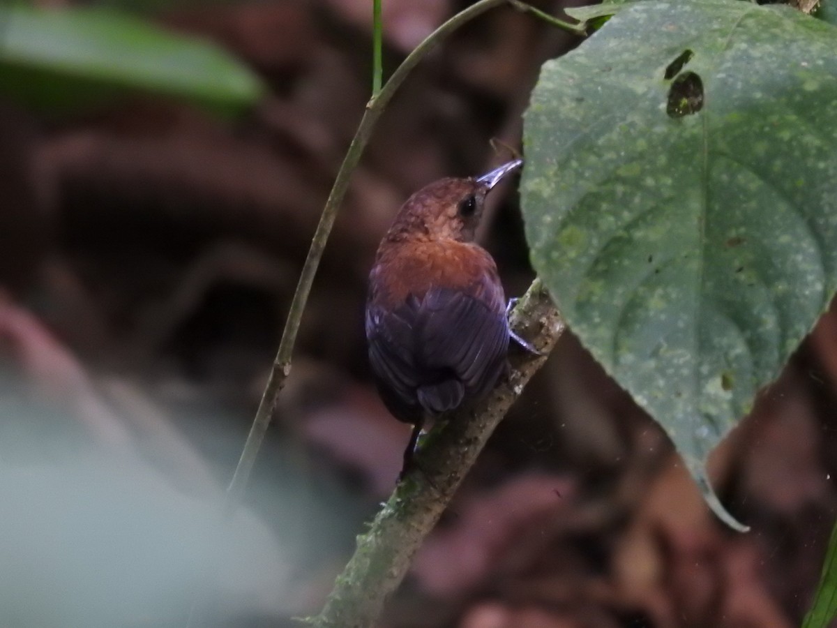 Scaly-breasted Wren - ML640126432