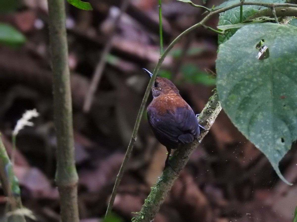 Scaly-breasted Wren - ML640126434