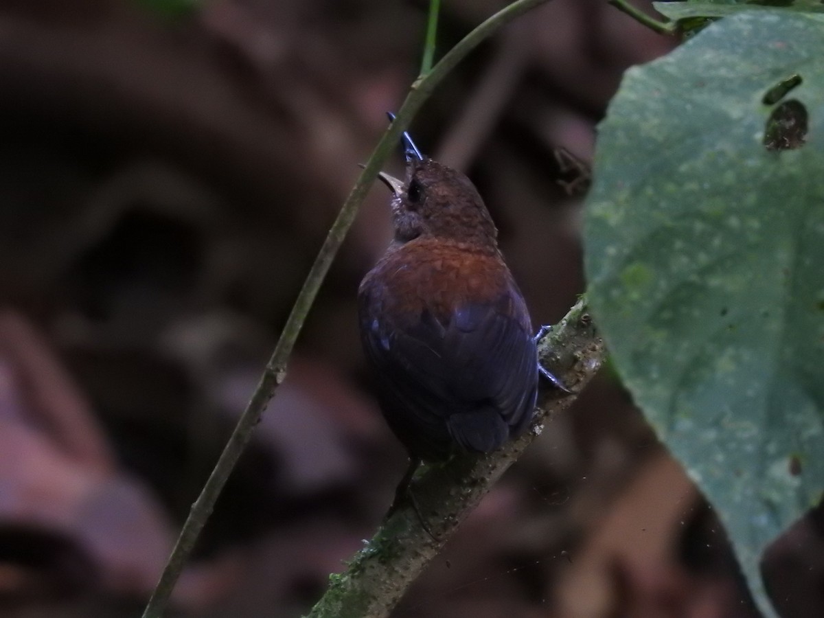 Scaly-breasted Wren - ML640126437