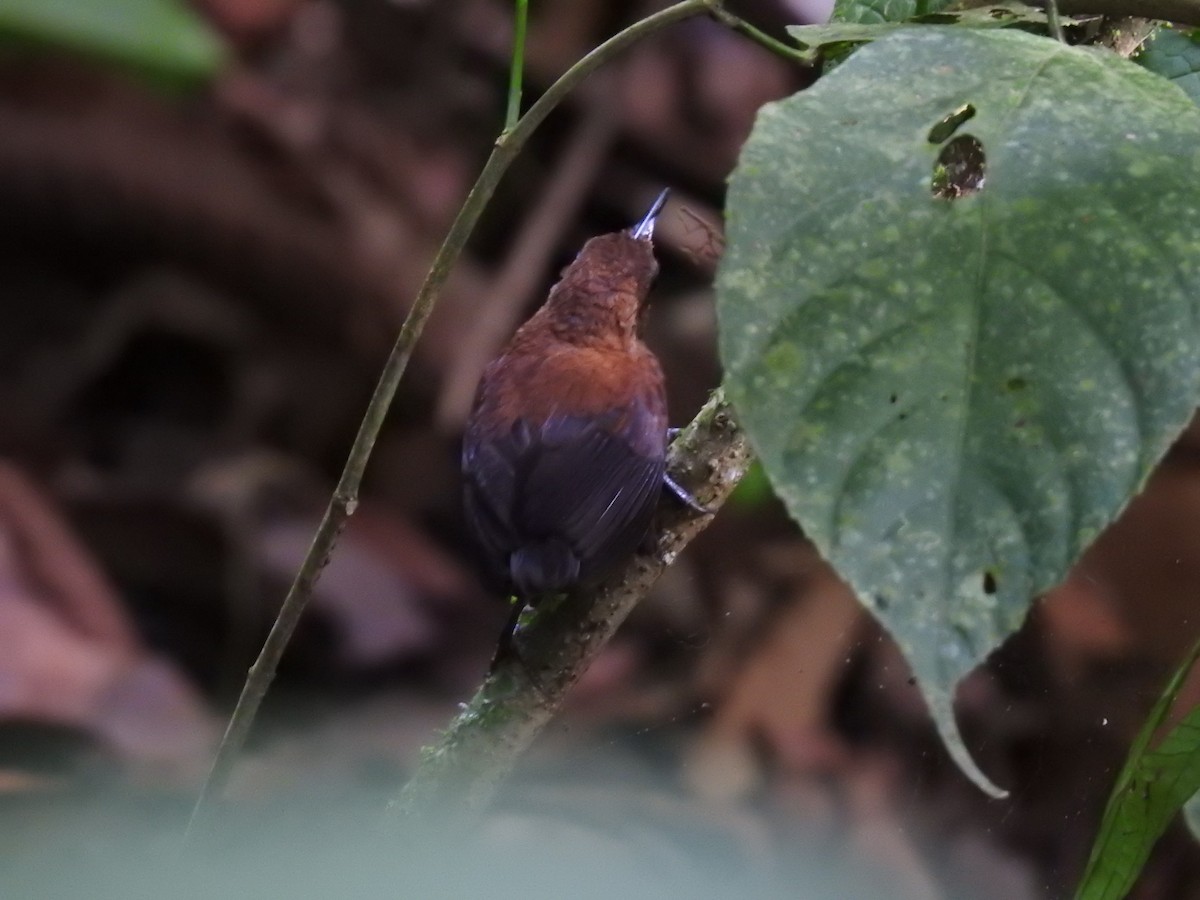 Scaly-breasted Wren - ML640126438