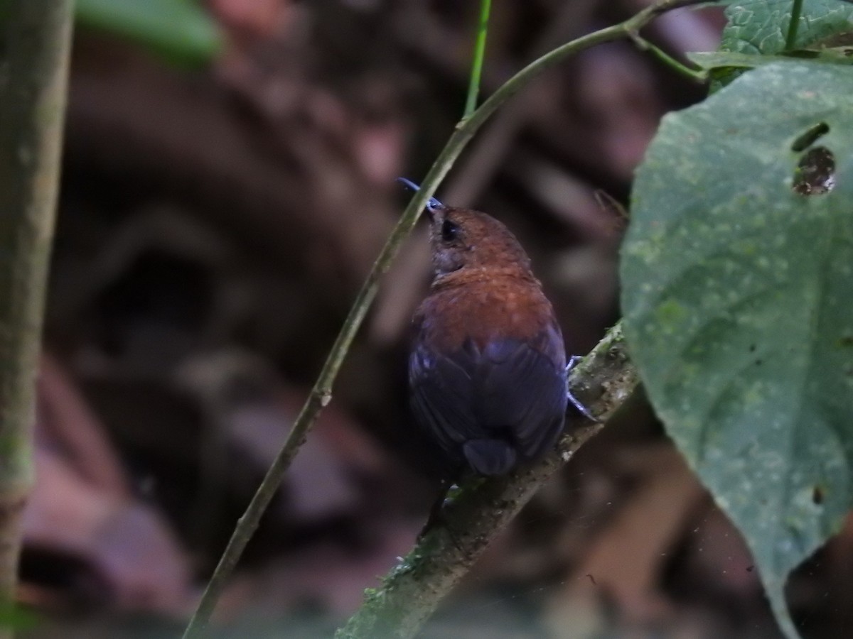 Scaly-breasted Wren - ML640126439