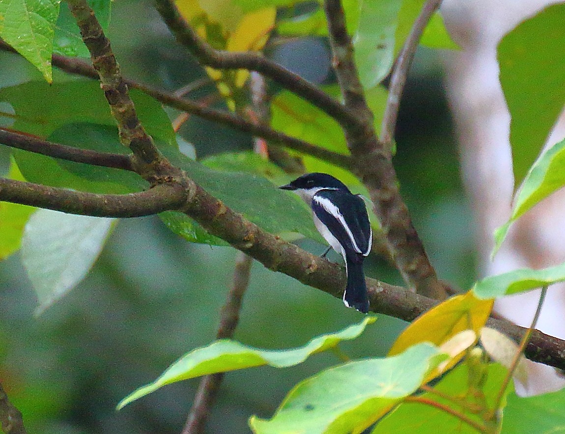 Bar-winged Flycatcher-shrike - ML640126454