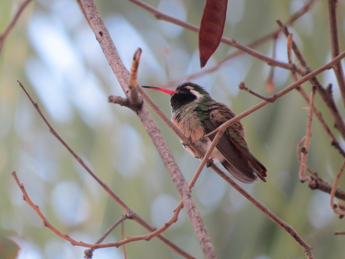 Xantus's Hummingbird - ML640126460