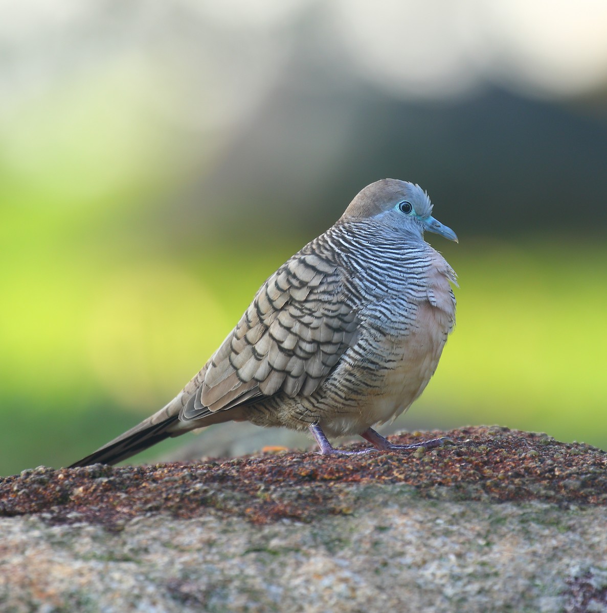 Zebra Dove - ML640126480
