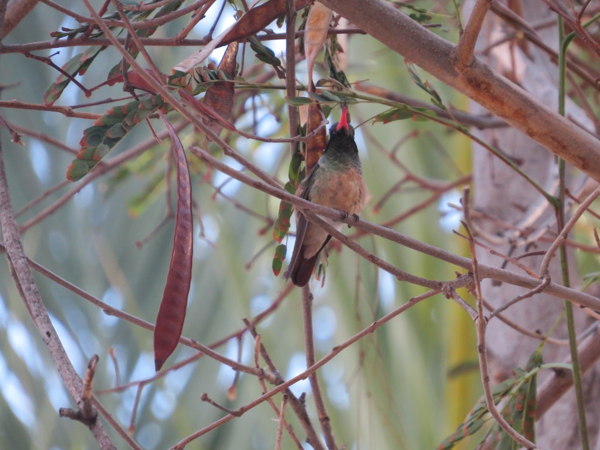 Xantus's Hummingbird - ML640126488
