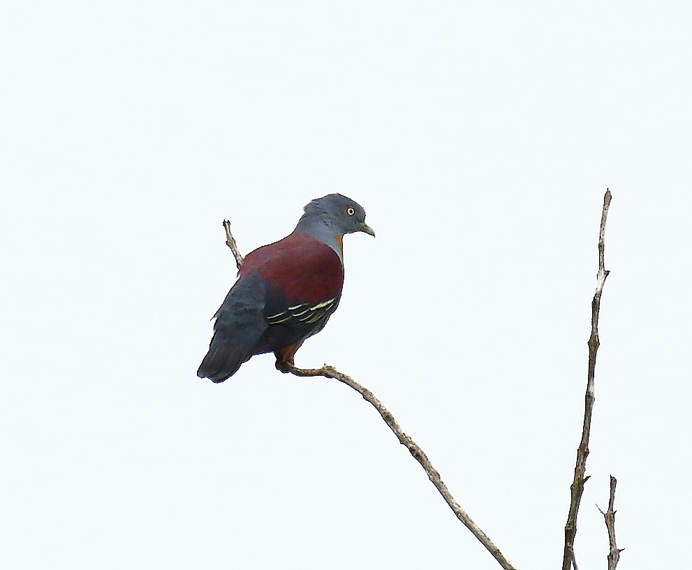 Little Green-Pigeon - ML640126495