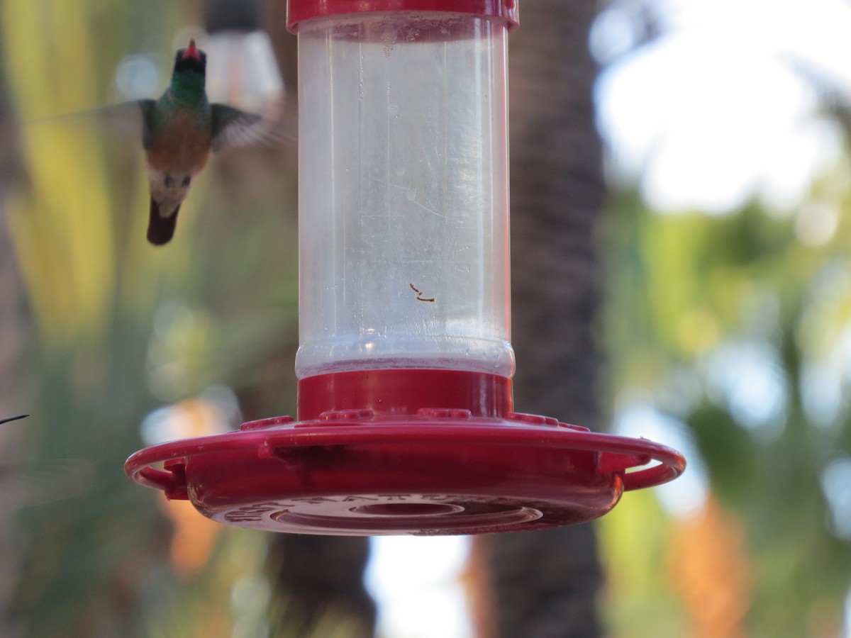Xantus's Hummingbird - ML640126498